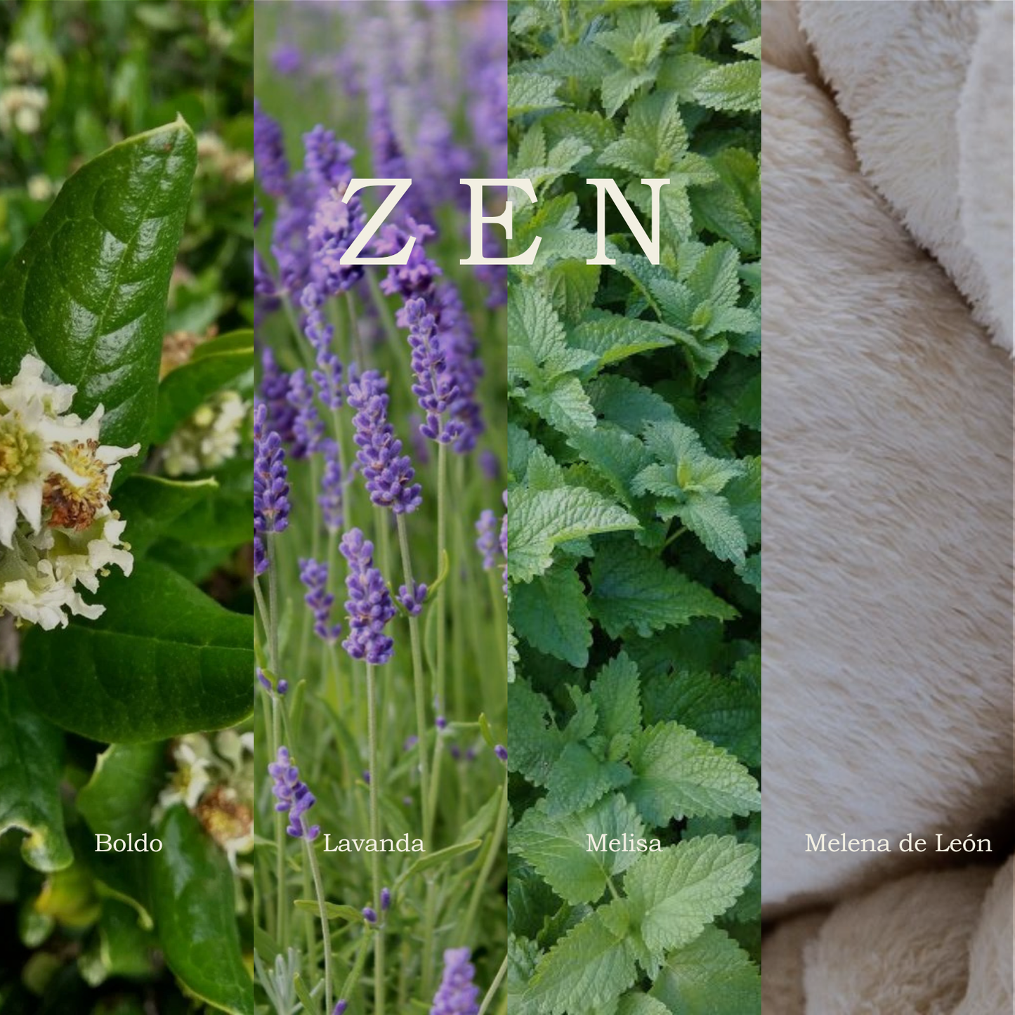 Kombucha Zen | Calma (12 pack)
